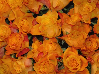 Orange Rosen