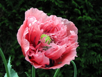 Mohn