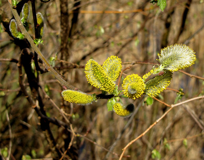 Weidenkätzchen (Salix)