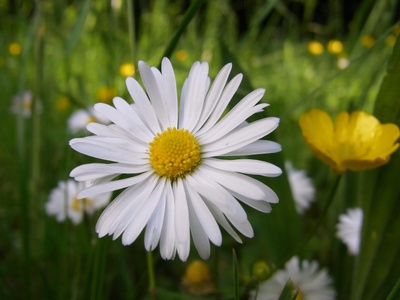 gänseblümchen