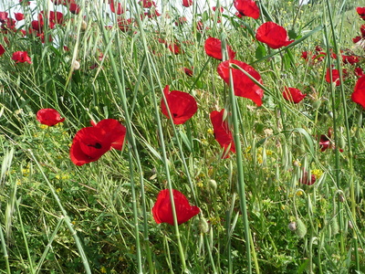 Wunderschöner Mohn