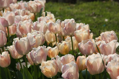 Frühling in Istanbul