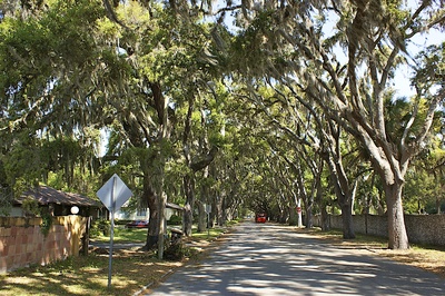 Allee mit Steineichen