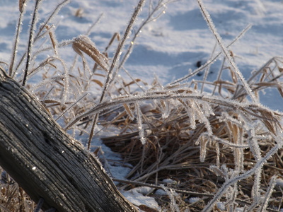 Winter auf dem Feld