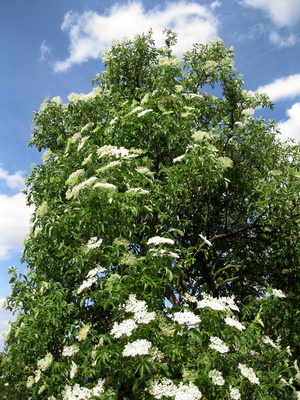 Holunderbeerbaum
