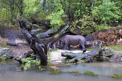 Nashorn im Safaripark