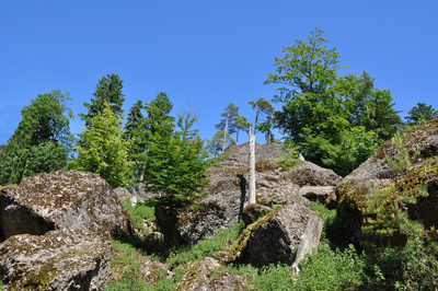 Bergsturzgebiet Goldau