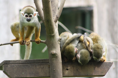 Affenbande aktiv - passiv