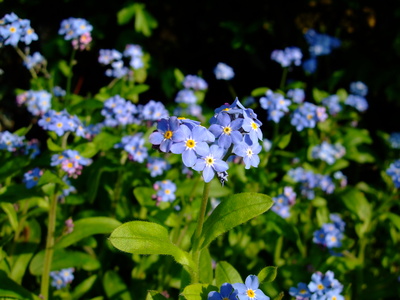 Viele blaue Blüten