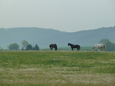 Pferde im Frühsommer