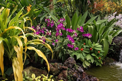 Orchideengarten Singapur