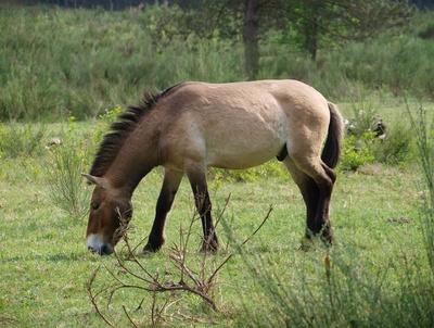 Przewalski Pferd - Urwildpferd