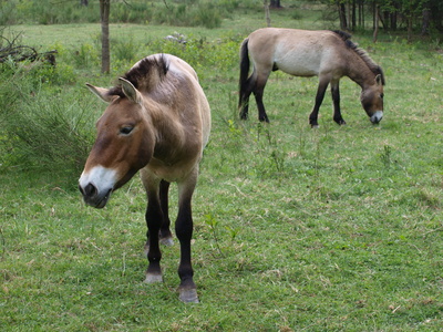 Przewalski Pferde - Urwildpferde