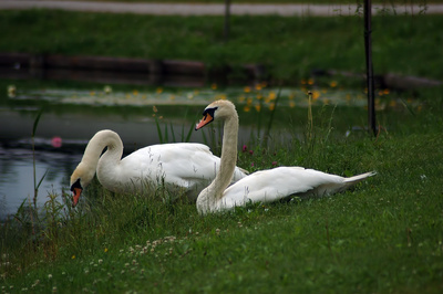 Am Schwanensee