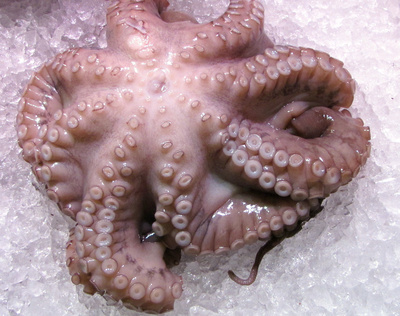 Octopussi auf Eis