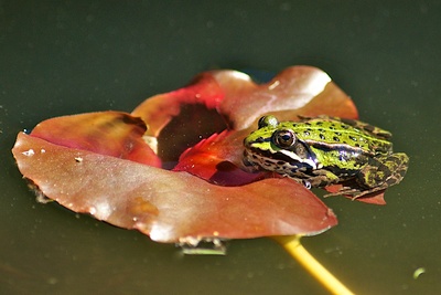 Unser Frosch 2011