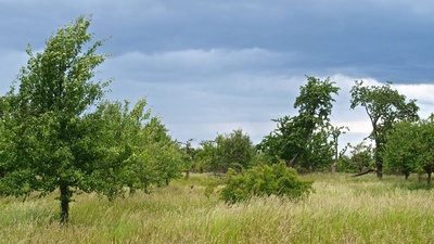 Streuobstwiese am Heiligenstock