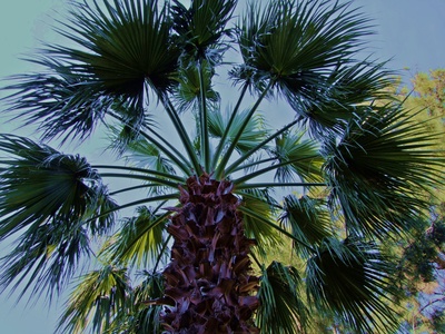 Palmenreigen