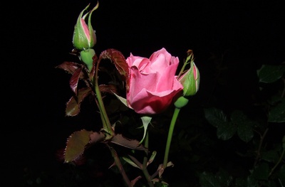 Rote Rose zur Nacht