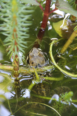 Gartenfrosch