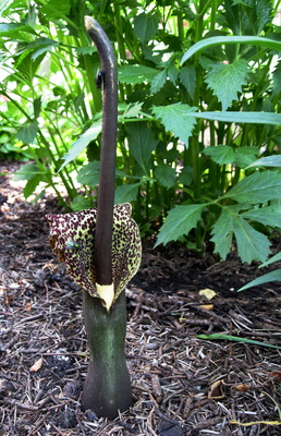 Kostenloses Foto Eidechsenwurz pixelio.de