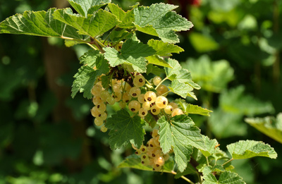 Weisse Johannisbeeren