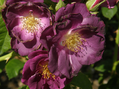 violette rosen