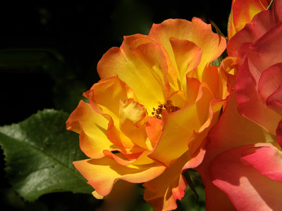 gelb-orange rose