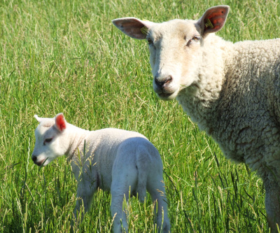 Mutterglück in Ostfriesland