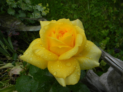 gelbe Rose nach Regen