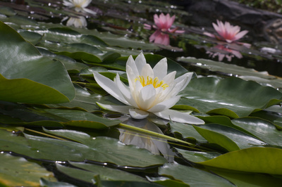 Seerosen im Garten