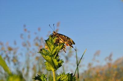 Schwalbenschwanz auf Krauseminze II