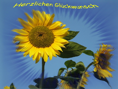 Sonnenblume