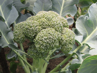 Kurz vor der Ernte - Broccoli