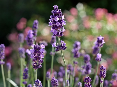 Hochsaison für Lavendel