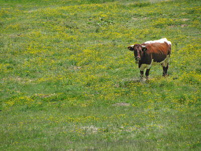 Glückliche Kuh auf der Weide