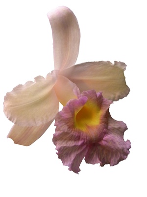 orchidee ..freigestellt