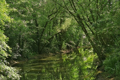 GrünGürtelDschungel an der Nidda