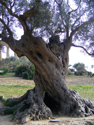 Olivenbaum auf Sizilien