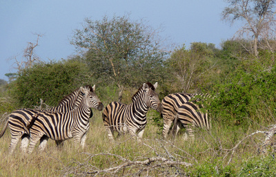 Zebra-Gruppe