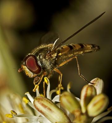 Hain-Schwebfliege