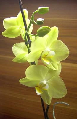 Orchidee gelb