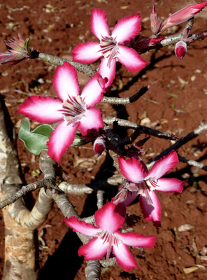 Buschblüten - Impala Lily