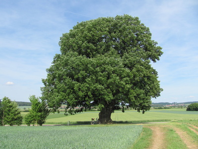 Sommerlinde im Altmühltal