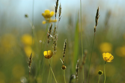 Wiesenblick