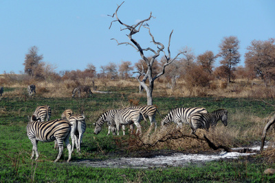 Zebras beim Fressen