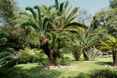Botanischer Garten Nelspruit - Zykaden