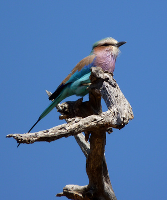 Lilac-breasted-Roller