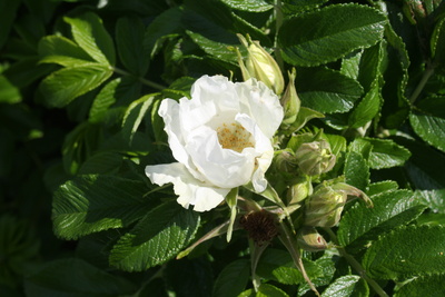 Weiße Wilde Rose
