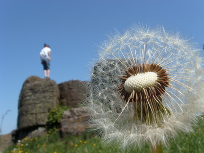 Pusteblume